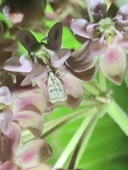 Parapoynx obscuralis