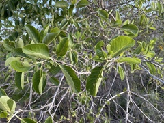 Pisonia albida