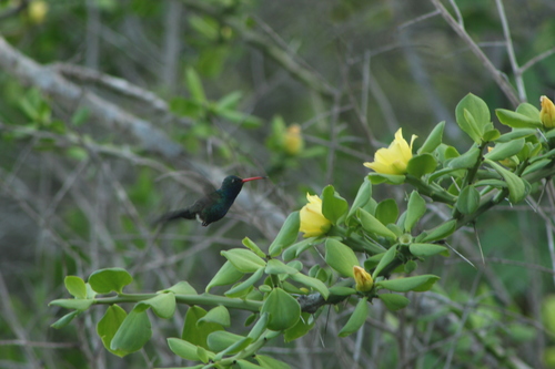 Turquoise-crowned Hummingbird