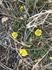 Potentilla hyparctica