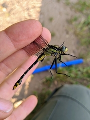 Gomphurus fraternus