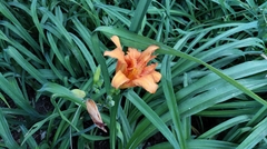 Hemerocallis fulva
