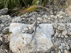 Anolis cooki