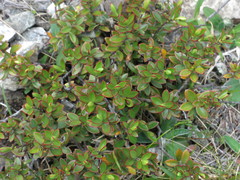 Veronica decumbens