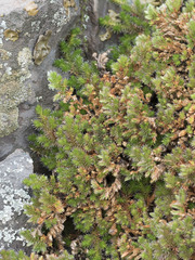 Selaginella hansenii