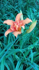 Hemerocallis fulva