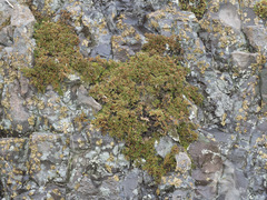 Selaginella hansenii