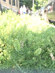 Lepidium virginicum