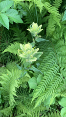 Castilleja unalaschcensis