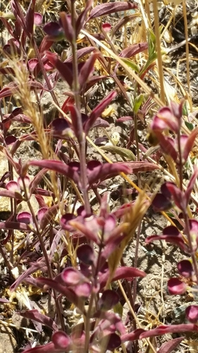 Image of Scutellaria californica by (c) Alex, some rights reserved (CC BY)