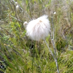 Eriophorum chamissonis