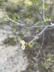 Guettarda krugii