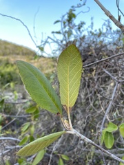 Guettarda krugii