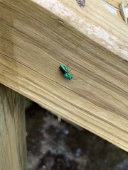 Chrysis smaragdula