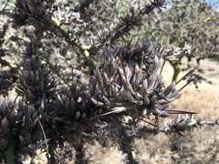 Tillandsia minutiflora
