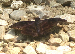 Pellicia
