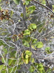 Jacquemontia cayensis