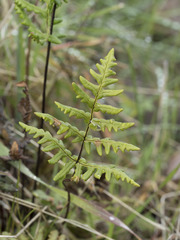 Pentagramma triangularis triangularis