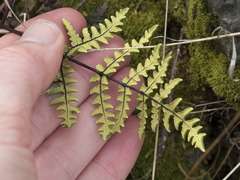 Pentagramma triangularis triangularis