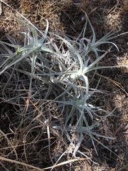 Tillandsia streptocarpa