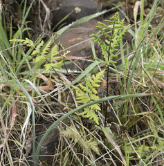 Pentagramma triangularis triangularis