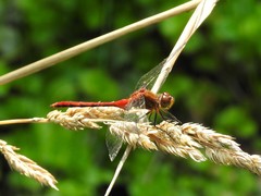 Sympetrum