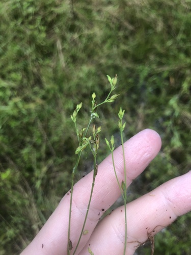 Claspingleaf St. Johnswort (Hypericum gymnanthum)
