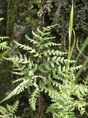 Pentagramma triangularis triangularis