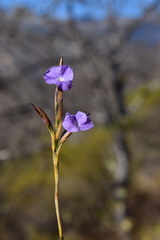 Tillandsia streptocarpa