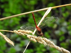 Sympetrum