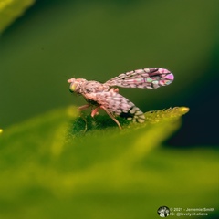 Euarestoides acutangulus