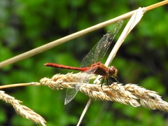 Sympetrum