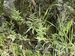 Pentagramma triangularis triangularis