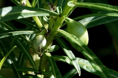 Solanum vescum