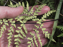 Pentagramma triangularis triangularis