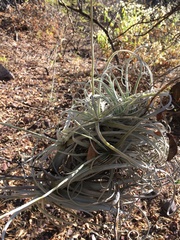 Tillandsia streptocarpa