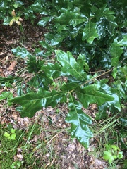 Quercus austrina