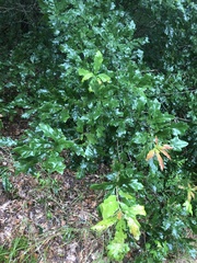Quercus austrina