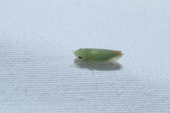 Memnonia flavida