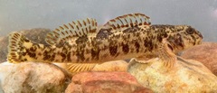 Tuckasegee Darter photo 5