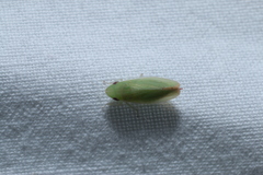 Memnonia flavida