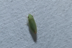 Memnonia flavida