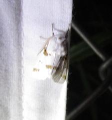 Euerythra trimaculata