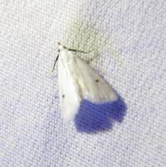 Leptosteges vestaliella