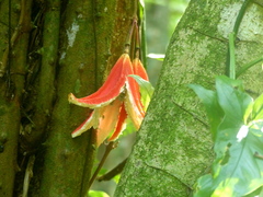 Passiflora rovirosae