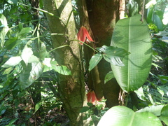 Passiflora rovirosae