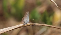 Euchrysops cnejus cnejus