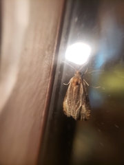 Olethreutes quadrifidum