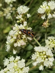 Synanthedon polygoni