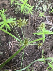 Cyperus retroflexus